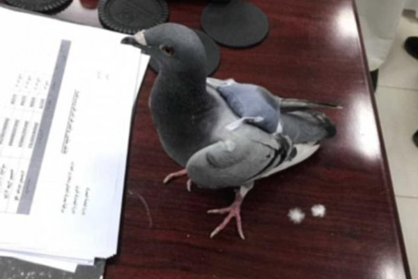 Merpati digunakan untuk mengirim narkoba