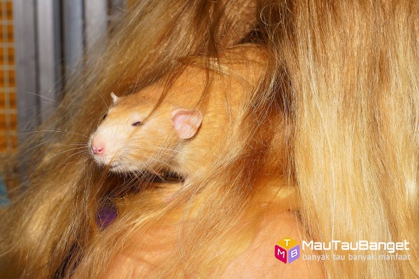 Jepang menyetujui eksperimen kawin silang manusia dengan hewan